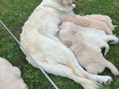 Beautiful purebred Golden Retriever puppies in Tipperary