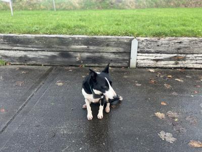 Mo is a 4 year old female Border Collie (Small) in Sligo