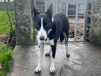 Mo is a 4 year old female Border Collie (Small) in Sligo