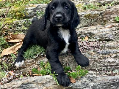 IKC Registered Working Cocker Spaniel puppies in Cork