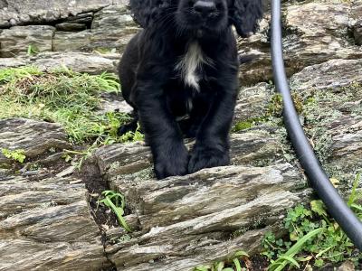 IKC Registered Working Cocker Spaniel puppies in Cork