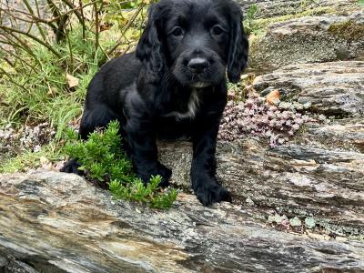IKC Registered Working Cocker Spaniel puppies in Cork