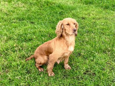 IKC Registered Working Cocker Spaniel puppies in Cork