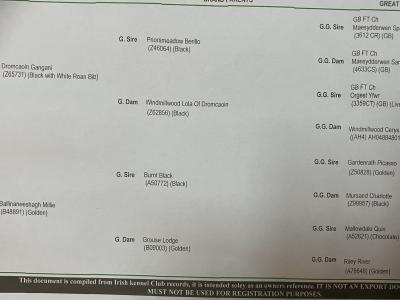 IKC Registered Working Cocker Spaniel puppies in Cork