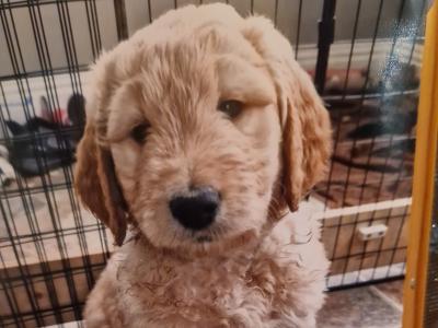 Exceptional Bernese Mountain Dog x Doodle puppies in Cork