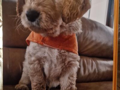 Exceptional Bernese Mountain Dog x Doodle puppies in Cork