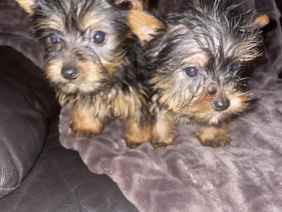 Tea Cup Yorkshire Terrier puppies in Dublin