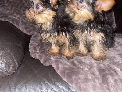 Tea Cup Yorkshire Terrier puppies in Dublin