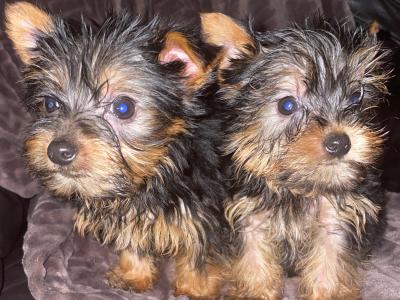 Tea Cup Yorkshire Terrier puppies in Dublin