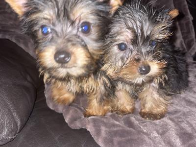 Tea Cup Yorkshire Terrier puppies in Dublin