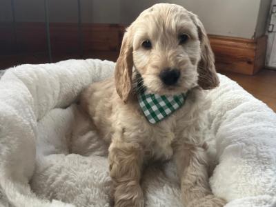 Beautiful Toy Cockapoo puppies in Limerick