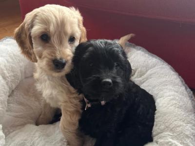 Beautiful Toy Cockapoo puppies in Limerick
