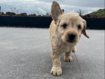 Beautiful Toy Cockapoo puppies in Limerick