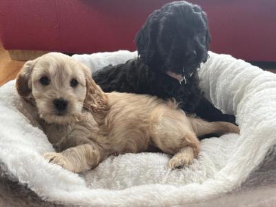 Beautiful Toy Cockapoo puppies in Limerick