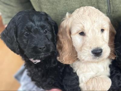Beautiful Toy Cockapoo puppies in Limerick