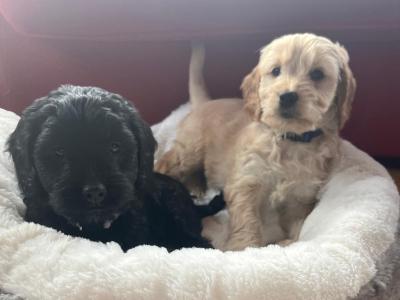 Beautiful Toy Cockapoo puppies in Limerick