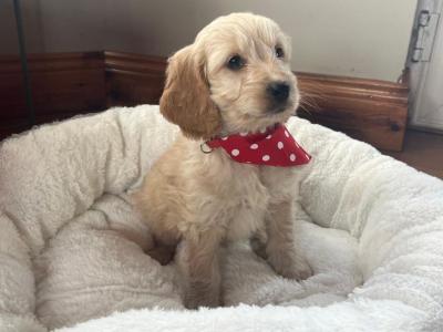 Beautiful Toy Cockapoo puppies in Limerick