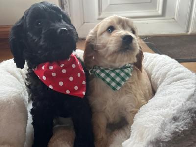 Beautiful Toy Cockapoo puppies in Limerick
