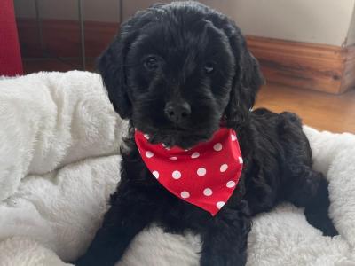 Beautiful Toy Cockapoo puppies in Limerick