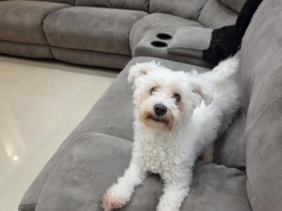 Male Bichon Frise in Galway