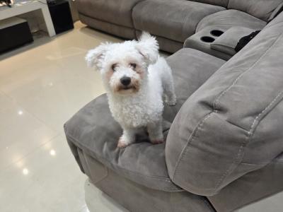 Male Bichon Frise in Galway