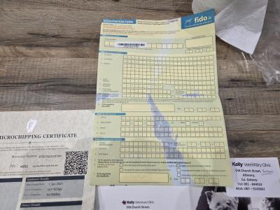 Male Bichon Frise in Galway