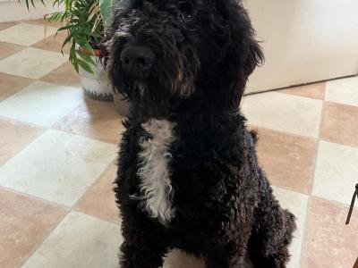 Exceptional Bernese Mountain Dog x Doodle puppies in Cork