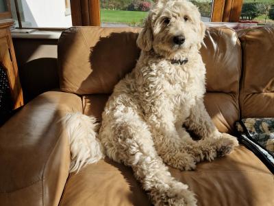 Exceptional Bernese Mountain Dog x Doodle puppies in Cork