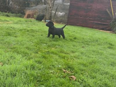Purebred Labrador puppies in Cork