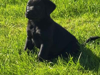 Purebred Labrador puppies in Cork