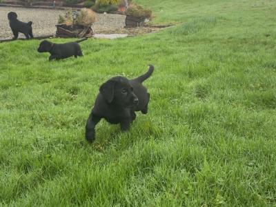 Purebred Labrador puppies in Cork