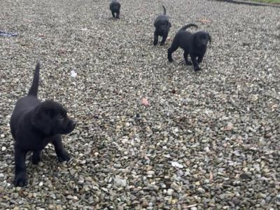 Purebred Labrador puppies in Cork