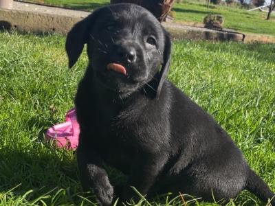 Purebred Labrador puppies in Cork