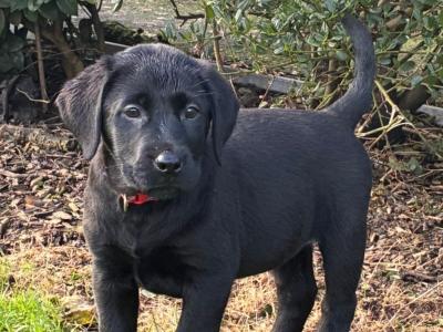 Purebred Labrador puppies in Cork