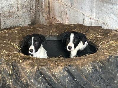 Border Collie puppies for sale in Wicklow
