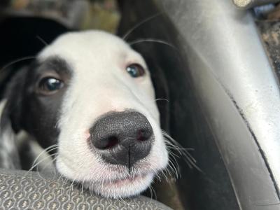 Border Collie puppies for sale in Wicklow