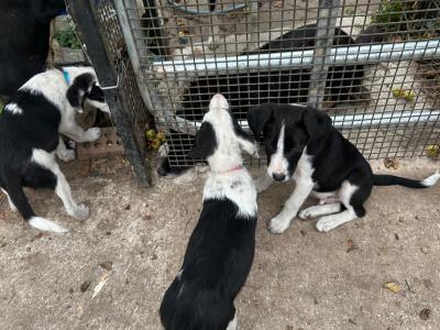 Border Collie puppies for sale in Wicklow