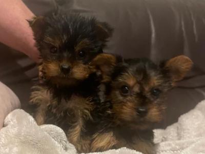 Yorkshire Terrier puppies for sale in Cork