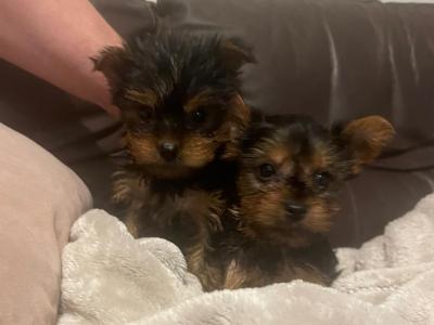 Yorkshire Terrier puppies for sale in Cork