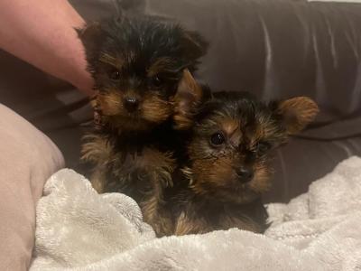Yorkshire Terrier puppies for sale in Cork
