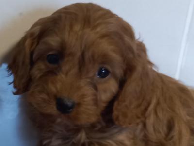 Beautiful Cavapoo puppies in Limerick
