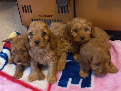 Beautiful Cavapoo puppies in Limerick