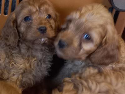 Beautiful Cavapoo puppies in Limerick