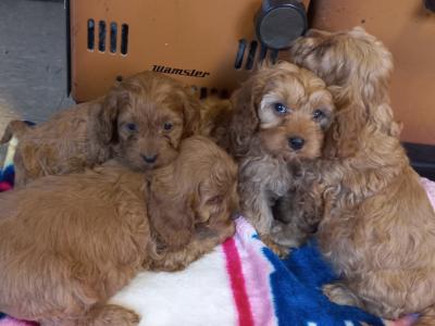 Beautiful Cavapoo puppies in Limerick