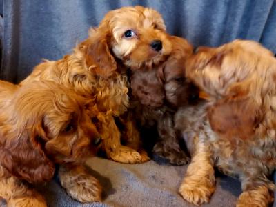 Beautiful Cavapoo puppies in Limerick