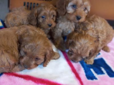 Beautiful Cavapoo puppies in Limerick