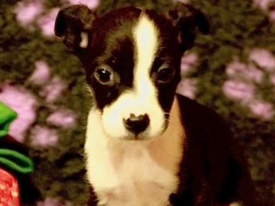Boston Terrier x Terrier puppies in Galway