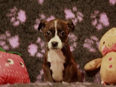 Boston Terrier x Terrier puppies in Galway