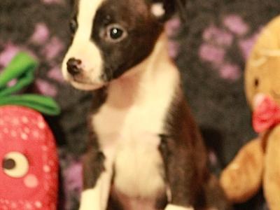 Boston Terrier x Terrier puppies in Galway