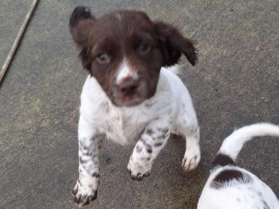 Springer Spaniel x English Setter puppies in Westmeath